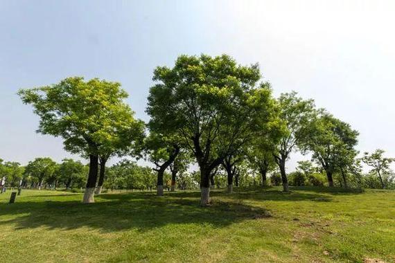 城市园林绿化 构建生态宜居城市的基石